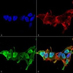 Mfn2, Mouse anti-Human, PerCP, Clone: S153-5, Abnova 100&mu;g; PerCP:Antibodies,