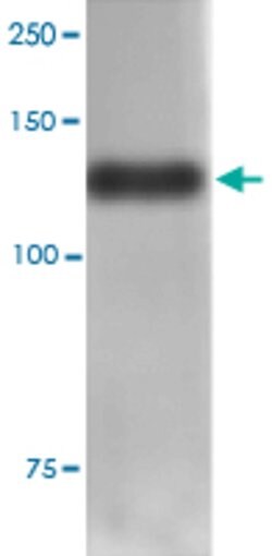 Nlgn4l, Mouse anti-Mouse, ATTO488, Clone: S98-7, Abnova 100 &mu;g | Buy Online | Abnova | Fisher Scientific