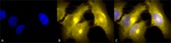 Tcp1, Rat anti-Mouse, PerCP, Clone: 23c, Abnova 100&mu;g; PerCP:Antibodies,