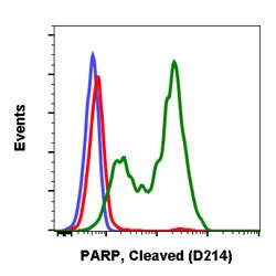 PARP1, Rabbit anti-Human, Clone: H8, Abnova 20&mu;L; Unconjugated:Antibodies,