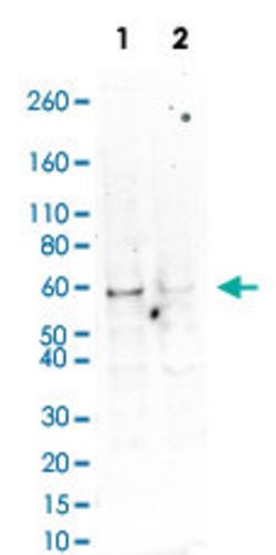 AKT1, Rabbit anti-Human, Clone: G12, Abnova 200&mu;L; Unconjugated:Antibodies,
