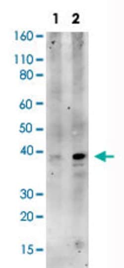 CREB1, Rabbit anti-Human, Clone: 4D11, Abnova 200&mu;L; Unconjugated:Antibodies,