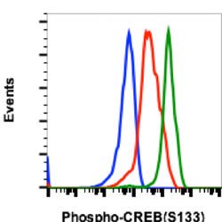 CREB1, Rabbit anti-Human, Clone: 4D11, Abnova 200&mu;L; Unconjugated:Antibodies,