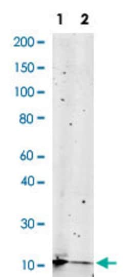 H2AFX, Rabbit anti-Human, Clone: 1B3, Abnova 200&mu;L; Unconjugated:Anticuerpos