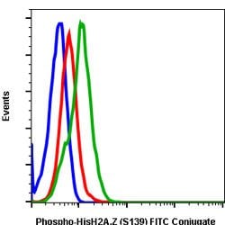 H2AFX, Rabbit anti-Human, FITC, Clone: 1B3, Abnova 100 Reactions; FITC:Antibodies,