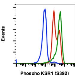 KSR1, Rabbit anti-Human, Clone: 3A4, Abnova 20&mu;L; Unconjugated:Antibodies,