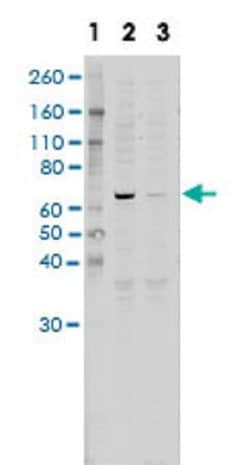 RELA, Rabbit anti-Human, Clone: C8, Abnova 200&mu;L; Unconjugated:Antibodies,