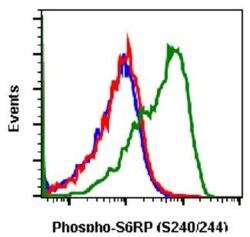 RPS6, Rabbit anti-Human, Clone: CD10, Abnova 20&mu;L; Unconjugated:Antibodies,
