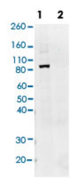 STAT1, Rabbit anti-Human, Clone: C6, Abnova 20&mu;L; Unconjugated:Antibodies,