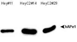 APEX1, Mouse anti-Human, Clone: 13B8E5C2, Abnova 100&mu;g; Unconjugated:Antibodies,