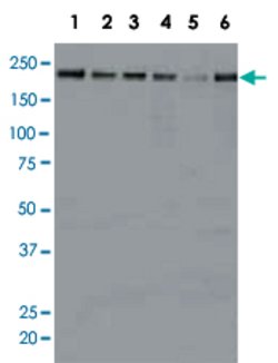 JARID1A, Mouse anti-Human, Clone: 9A6, Abnova 100&mu;g; Unconjugated:Antibodies,