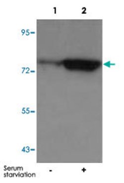 FOXO1, Rabbit anti-Human, Polyclonal Antibody, Abnova 100&mu;L; Unconjugated:Antibodies,