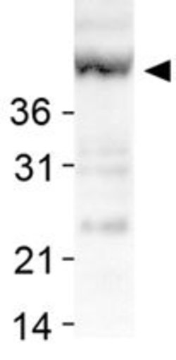 SIRT7, Rabbit anti-Human, Polyclonal Antibody, Abnova 100&mu;L; Unconjugated:Antibodies,