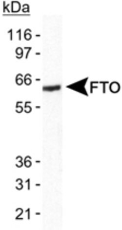 FTO, Rabbit anti-Human, Polyclonal Antibody, Abnova 100&mu;L; Unconjugated:Antibodies,