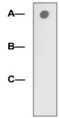 LRP5, Rabbit anti-Human, Polyclonal Antibody, Abnova 100&mu;g; Unconjugated:Anticorps,