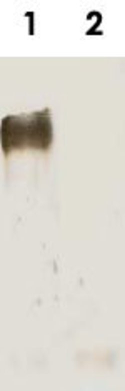 LRP5, Rabbit anti-Human, Polyclonal Antibody, Abnova 100&mu;g; Unconjugated:Anticorps,