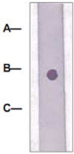 LRP6, Rabbit anti-Human, Polyclonal Antibody, Abnova 100&mu;g; Unconjugated:Antibodies,