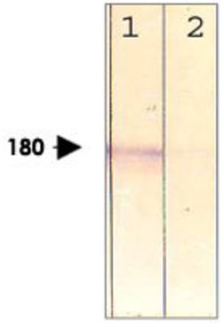 LRP6, Rabbit anti-Human, Polyclonal Antibody, Abnova 100&mu;g; Unconjugated:Antibodies,