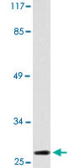 TNFRSF9, Rabbit anti-Human, Polyclonal Antibody, Abnova 100&mu;L; Unconjugated:Antibodies,