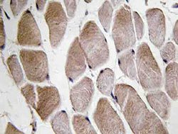 NMU, Rabbit anti-Human, Polyclonal Antibody, Abnova 100&mu;L; Unconjugated:Antibodies,