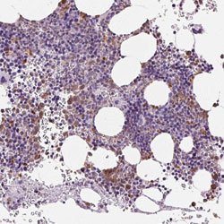 MPO, Rabbit anti-Human, Polyclonal Antibody, Abnova 100&mu;L; Unconjugated:Antibodies,