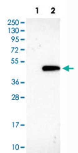 GNAZ, Rabbit anti-Human, Polyclonal Antibody, Abnova 100&mu;L; Unconjugated:Antibodies,