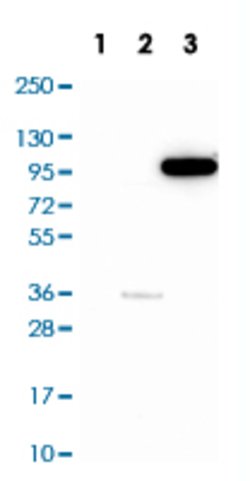 PIK3CB, Rabbit anti-Human, Polyclonal Antibody, Abnova 100 &mu;L | Buy Online | Abnova | Fisher Scientific