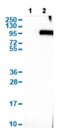 SYT16, Rabbit anti-Human, Polyclonal Antibody, Abnova 100&mu;L; Unconjugated:Antibodies,