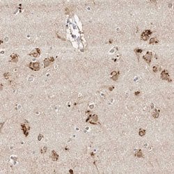 MRPS33, Rabbit anti-Human, Polyclonal Antibody, Abnova 100&mu;L; Unconjugated:Antibodies,