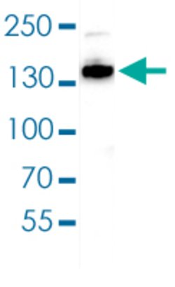 CTCF, Rabbit anti-Human, Polyclonal Antibody, Abnova 50&mu;g; Unconjugated:Antibodies,