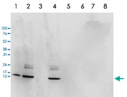H2AFZ, Rabbit anti-Human, Polyclonal Antibody, Abnova 50&mu;g; Unconjugated:Antibodies,