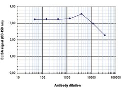 H2AFZ, Rabbit anti-Human, Polyclonal Antibody, Abnova 50&mu;g; Unconjugated:Antibodies,