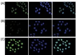 H2AFZ, Rabbit anti-Human, Polyclonal Antibody, Abnova 50&mu;g; Unconjugated:Antibodies,