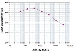 H2AFZ, Rabbit anti-Human, Polyclonal Antibody, Abnova 50&mu;g; Unconjugated:Antibodies,