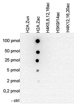 H2AFZ, Rabbit anti-Human, Polyclonal Antibody, Abnova 50&mu;g; Unconjugated:Antibodies,