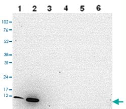 HIST1H4A, Rabbit anti-Human, Polyclonal Antibody, Abnova 50&mu;g; Unconjugated:Antibodies,