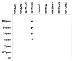 HIST1H4A, Rabbit anti-Human, Polyclonal Antibody, Abnova 50&mu;g; Unconjugated:Antibodies,
