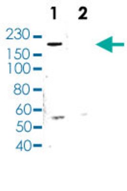 TET3, Rabbit anti-Human, Polyclonal Antibody, Abnova 50&mu;g; Unconjugated:Antibodies,