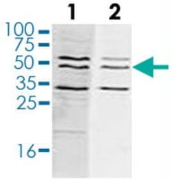 WDR5, Rabbit anti-Human, Polyclonal Antibody, Abnova 50&mu;g; Unconjugated:Antibodies,