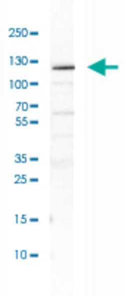 NNT, Rabbit anti-Human, Polyclonal Antibody, Abnova 100&mu;L; Unconjugated:Antibodies,