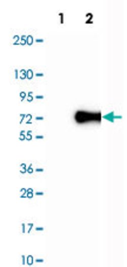 BIN1, Rabbit anti-Human, Polyclonal Antibody, Abnova 100&mu;L; Unconjugated:Antibodies,