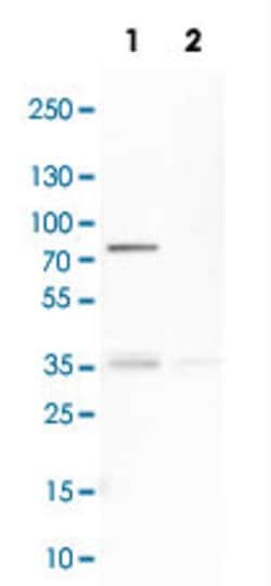 H6PD, Rabbit anti-Human, Polyclonal Antibody, Abnova 100 &mu;L | Buy Online | Abnova | Fisher Scientific