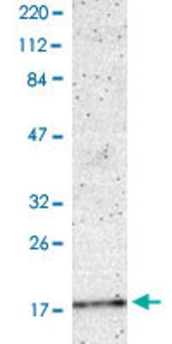 SNCA, Rabbit anti-Human, Polyclonal Antibody, Abnova 100&mu;L; Unconjugated:Antibodies,