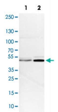 FEN1, Rabbit anti-Human, Polyclonal Antibody, Abnova 100&mu;L; Unconjugated:Antibodies,