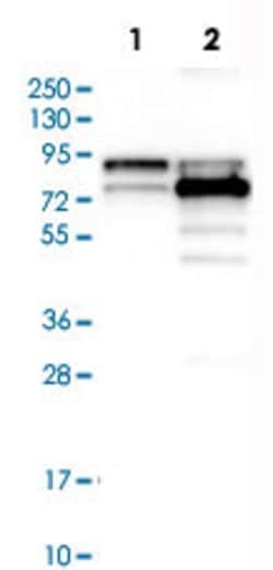 PRMT3, Rabbit anti-Human, Polyclonal Antibody, Abnova 100&mu;L; Unconjugated:Antibodies,