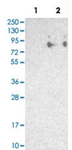 SIGLEC5, Rabbit anti-Human, Polyclonal Antibody, Abnova 100&mu;L; Unconjugated:Antibodies,