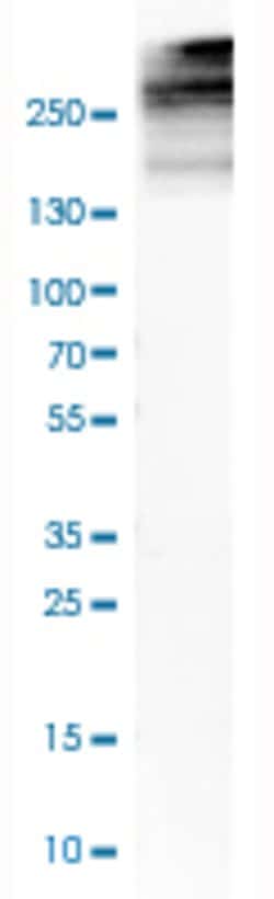 COL12A1, Rabbit anti-Human, Polyclonal Antibody, Abnova 100&mu;L; Unconjugated:Antibodies,