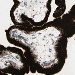 GDF15, Rabbit anti-Human, Polyclonal Antibody, Abnova 100&mu;L; Unconjugated:Antibodies,
