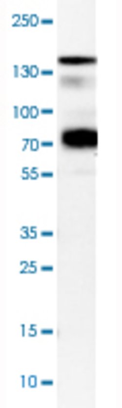 SEMA4D, Rabbit anti-Human, Polyclonal Antibody, Abnova 100&mu;L; Unconjugated:Antibodies,