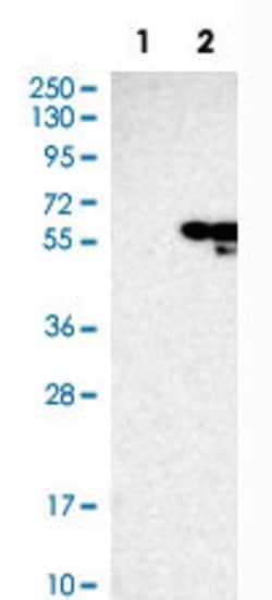 COPS2, Rabbit anti-Human, Polyclonal Antibody, Abnova 100&mu;L; Unconjugated:Antibodies,
